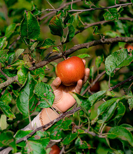 apple-orchard