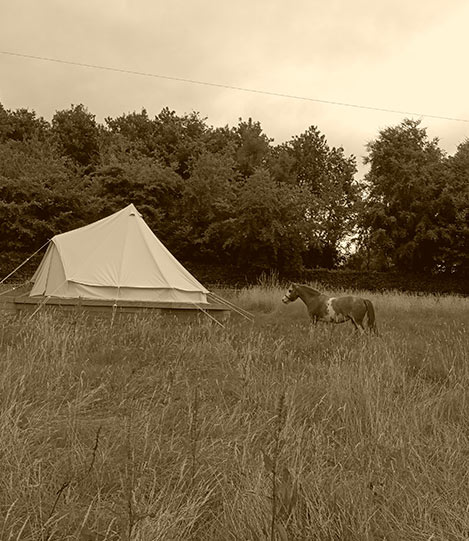 campsite-horse