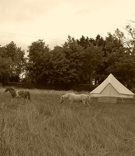 campsite-shetland-pony