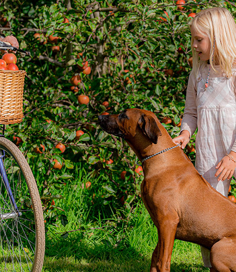 rhodesian ridgeback glamping